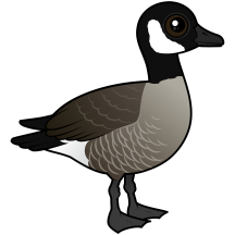 Cute Canada Goose