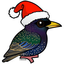 Santa European Starling