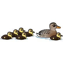 Mallard & six ducklings