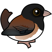 Oregon Dark-eyed Junco