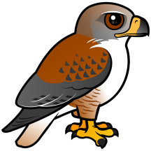 Ferruginous Hawk