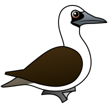 Peruvian Booby