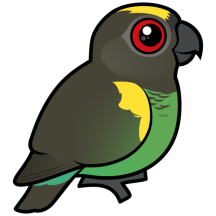Birdorable Meyer's Parrot
