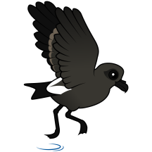 Leach's Storm Petrel (flutter)