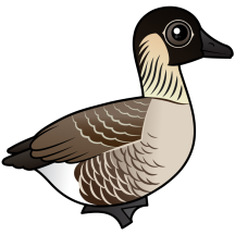 Hawaiian Goose