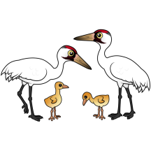 Whooping Crane Family