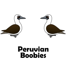 Peruvian Boobies