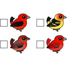 North American Tanager Checklist