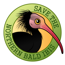 Save the Northern Bald Ibis