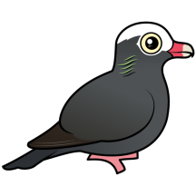 White-crowned Pigeon