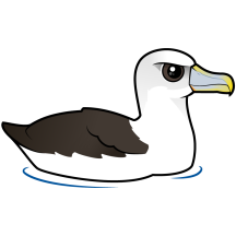 Shy Albatross