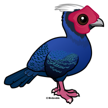 Vietnam Pheasant