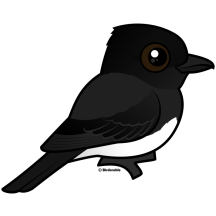 Black Phoebe