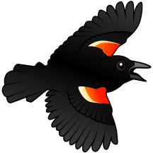 Flying Red-winged Blackbird
