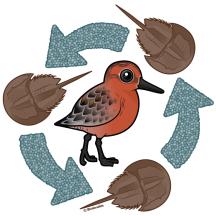 Crab-Knot Cycle