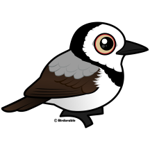 White-fronted Chat