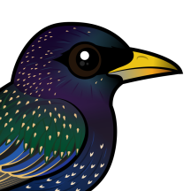 Starlings & Waxwings