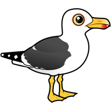 Lesser Black-backed Gull