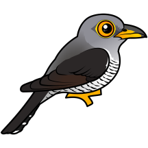 Common Cuckoo