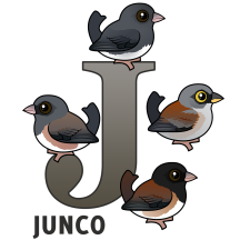 J is for Junco