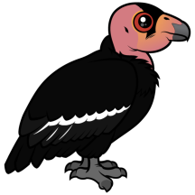 California Condor