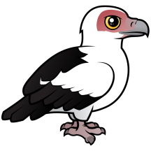 Palm-nut Vulture