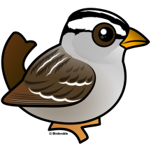 White-crowned Sparrow