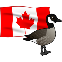 Canadian Canada Goose