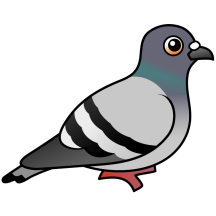 Rock Pigeon