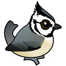 Bridled Titmouse