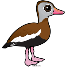 Black-bellied Whistling-Duck