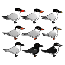 Nine Terns