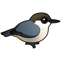 Pygmy Nuthatch