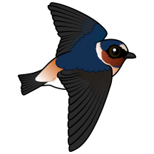 Flying Cliff Swallow