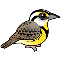 Eastern Meadowlark (perched)