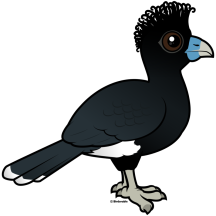 Blue-billed Curassow