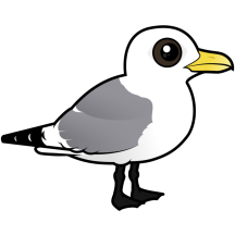 Black-legged Kittiwake adult