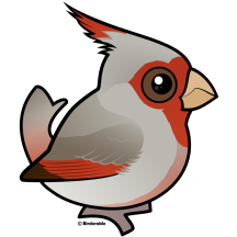 Pyrrhuloxia