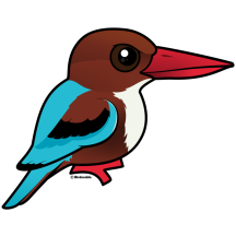 White-throated Kingfisher