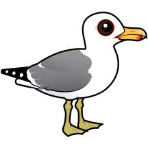 California Gull