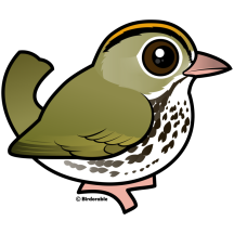 Ovenbird