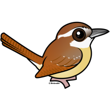 Carolina Wren