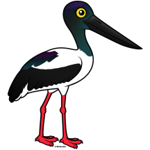 Black-necked Stork