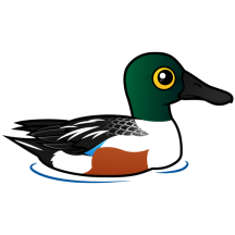 Swimming Northern Shoveler