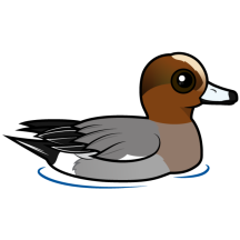Eurasian Wigeon