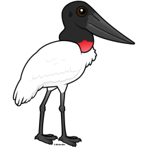 Jabiru