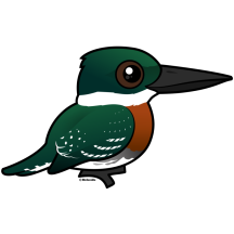 Green Kingfisher