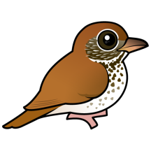 Wood Thrush