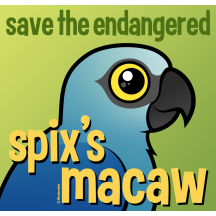Save the Endangered Spix's Macaw