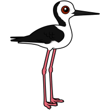 Pied Stilt